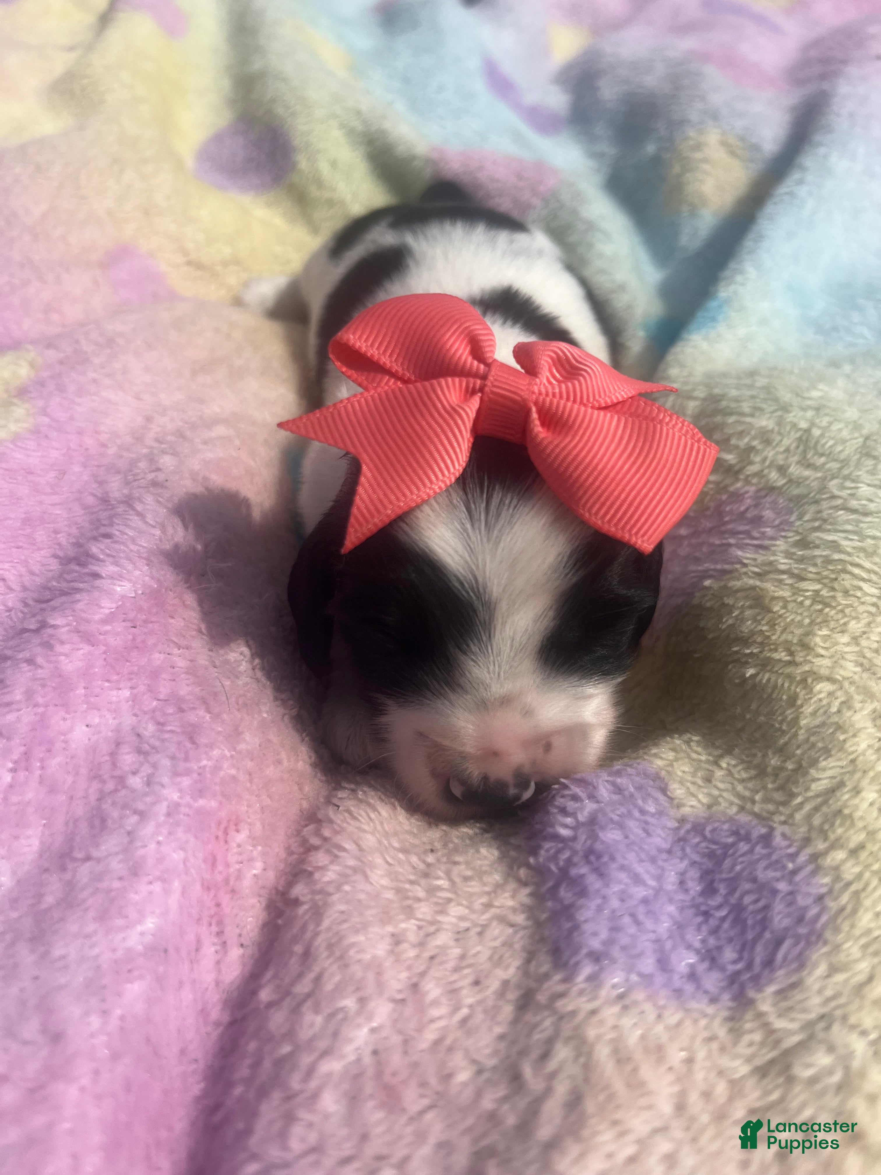 Miniature Dachshund dogs Dewdrop - Ad 1