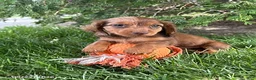 Dachshund dogs for sale: Aerie - Ad 3