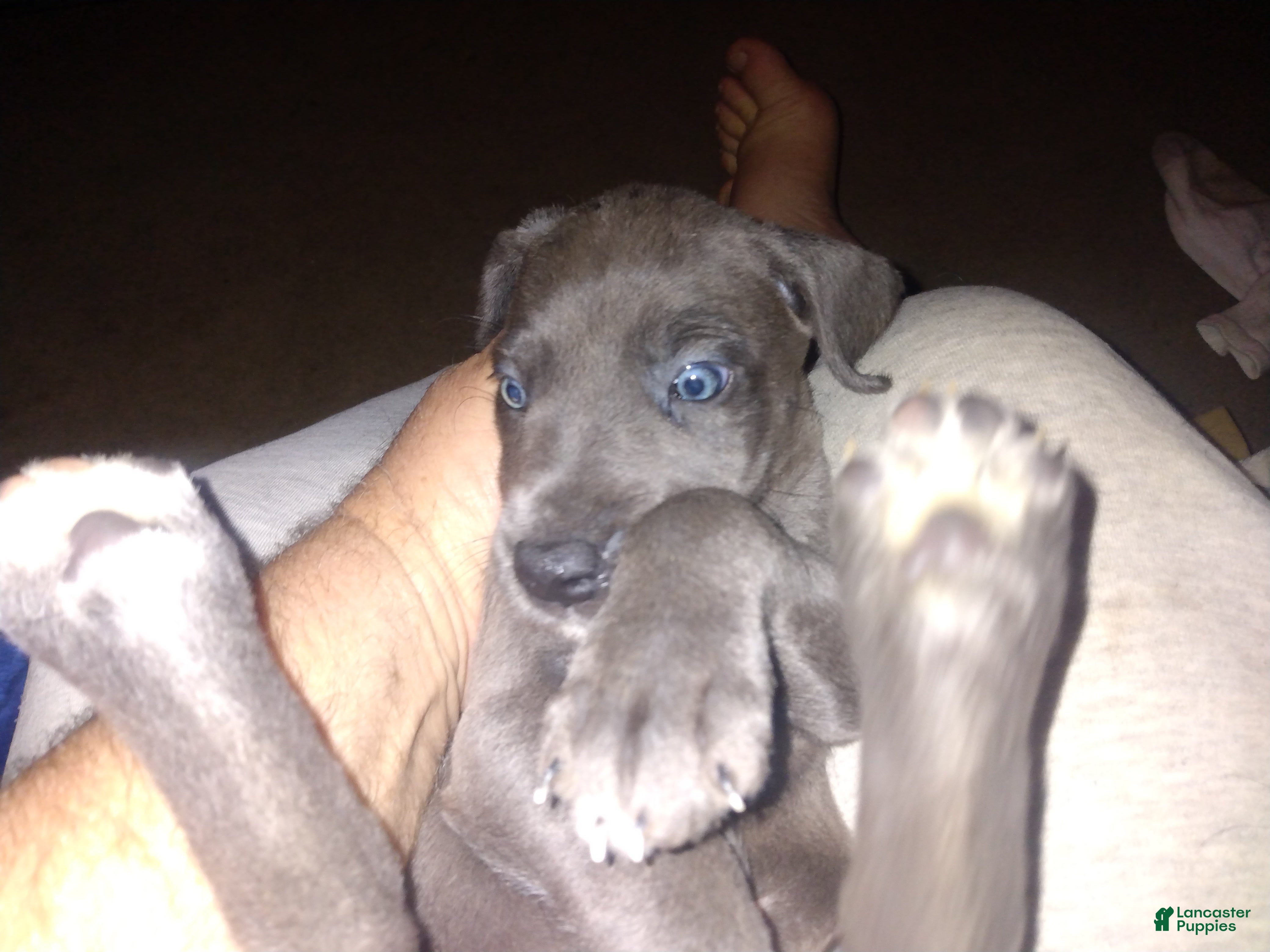 Great Dane dogs Great Dane 1 - Ad 39
