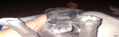 Great Dane 1
