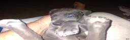 Great Dane dogs for sale: Great Dane 1 - Ad 1