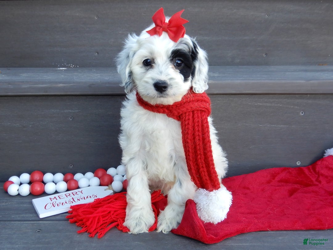 Cockapoo dogs for sale: Luka - Ad 8