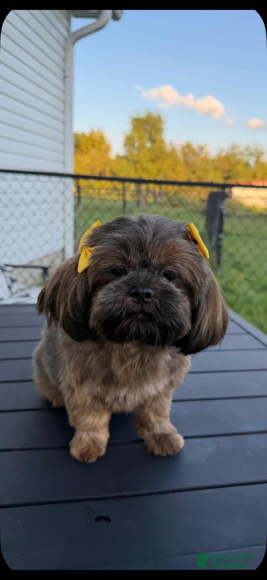 Shih Tzu dogs for sale: Shih Tzu 1 - Ad 5