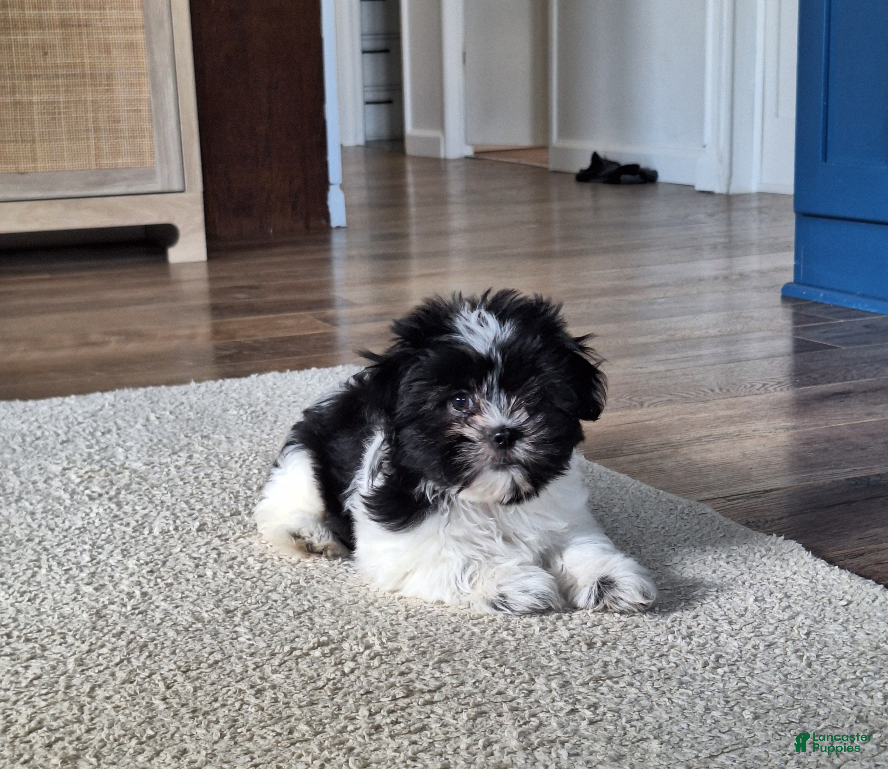 Shih Tzu dogs Daisy  - Ad 1
