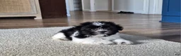 Shih Tzu dogs for sale: Daisy  - Ad 1