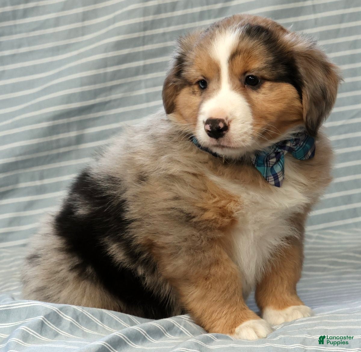Australian Shepherd dogs for sale: Jett - Ad 8