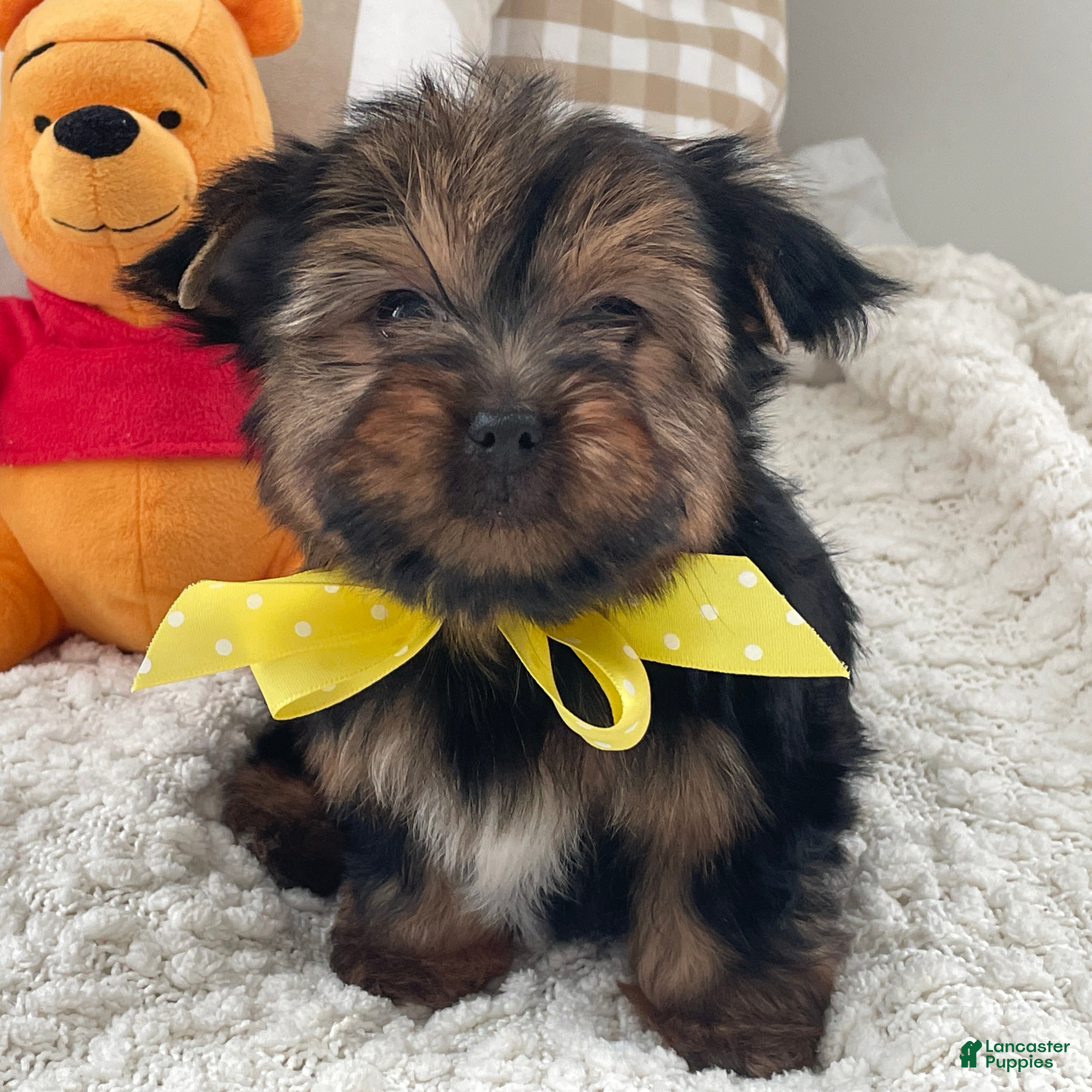 Yorkshire Terrier dogs Fluffy - Ad 2
