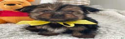 Yorkshire Terrier dogs for sale: Fluffy - Ad 2