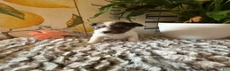 Wire Fox Terrier dogs for sale: Bonnie Hopps - Ad 1