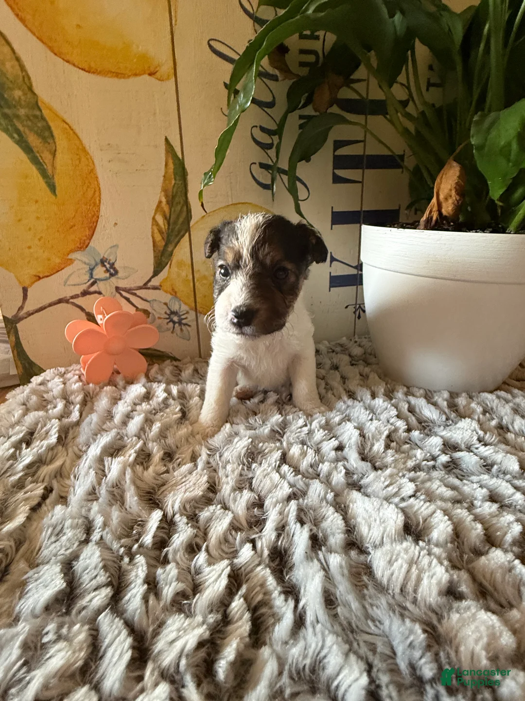Wire Fox Terrier dogs for sale: Bonnie Hopps - Ad 1
