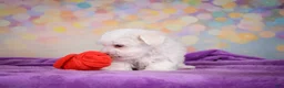 Maltese dogs for sale: Peanut - Ad 7