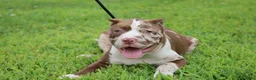 American Bully dogs for sale: Polaris - Ad 5