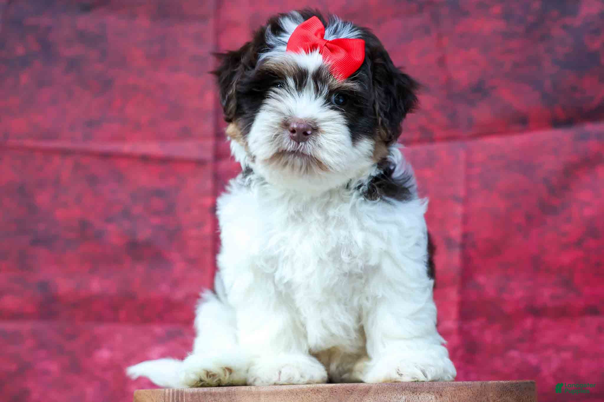 Teddy Bear dogs  Ollie Bear 💙 - Ad 1