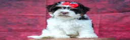 Teddy Bear dogs for sale:  Ollie Bear 💙 - Ad 13