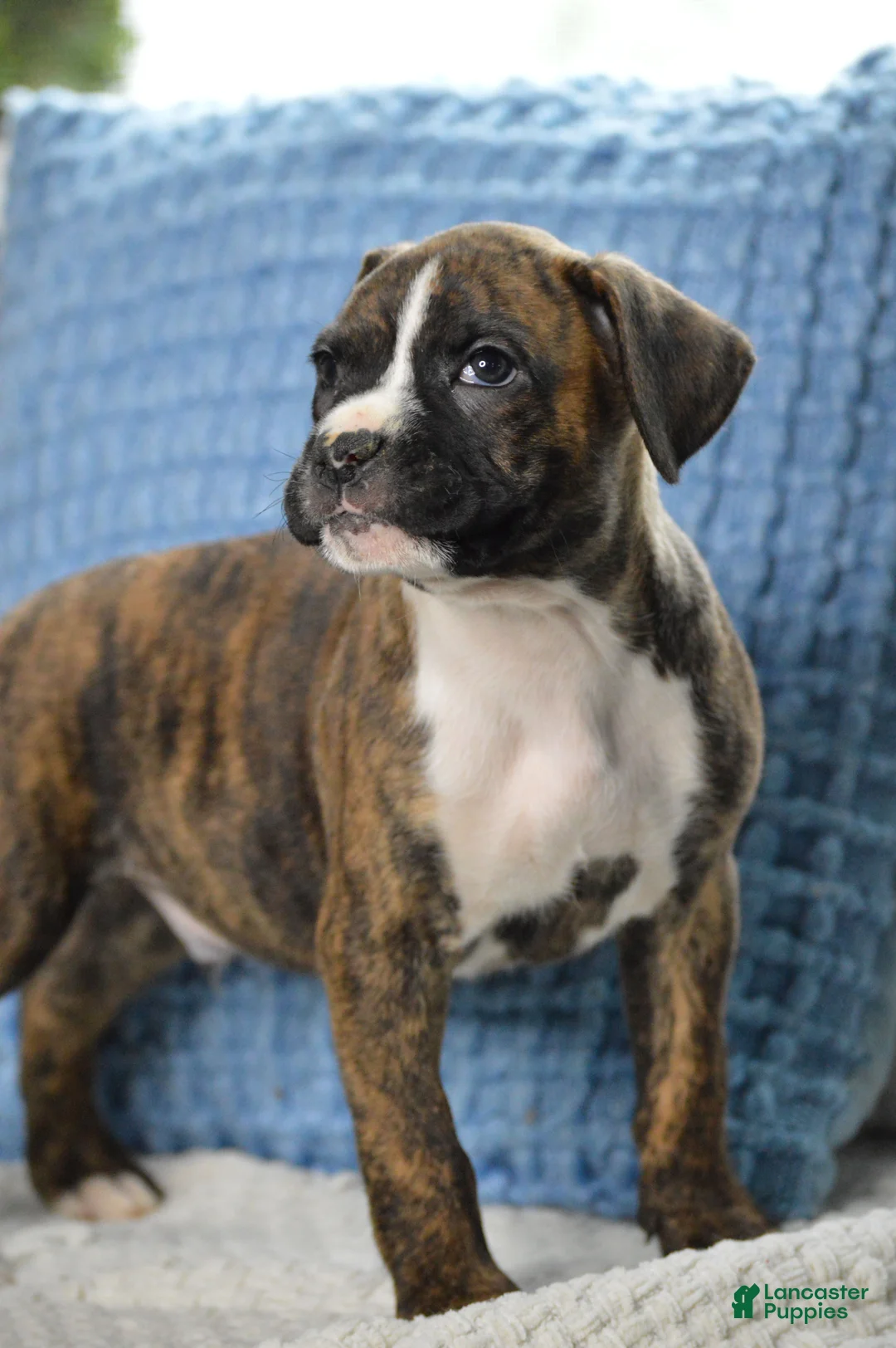 Boxer dogs for sale: Ace - Ad 1