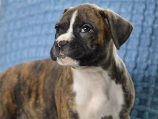 Boxer dogs for sale: Ace - Ad 2