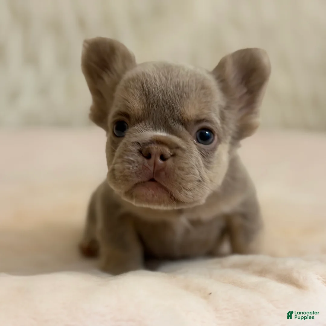 French Bulldog dogs for sale: French Bulldog Puppy 1 - Ad 2