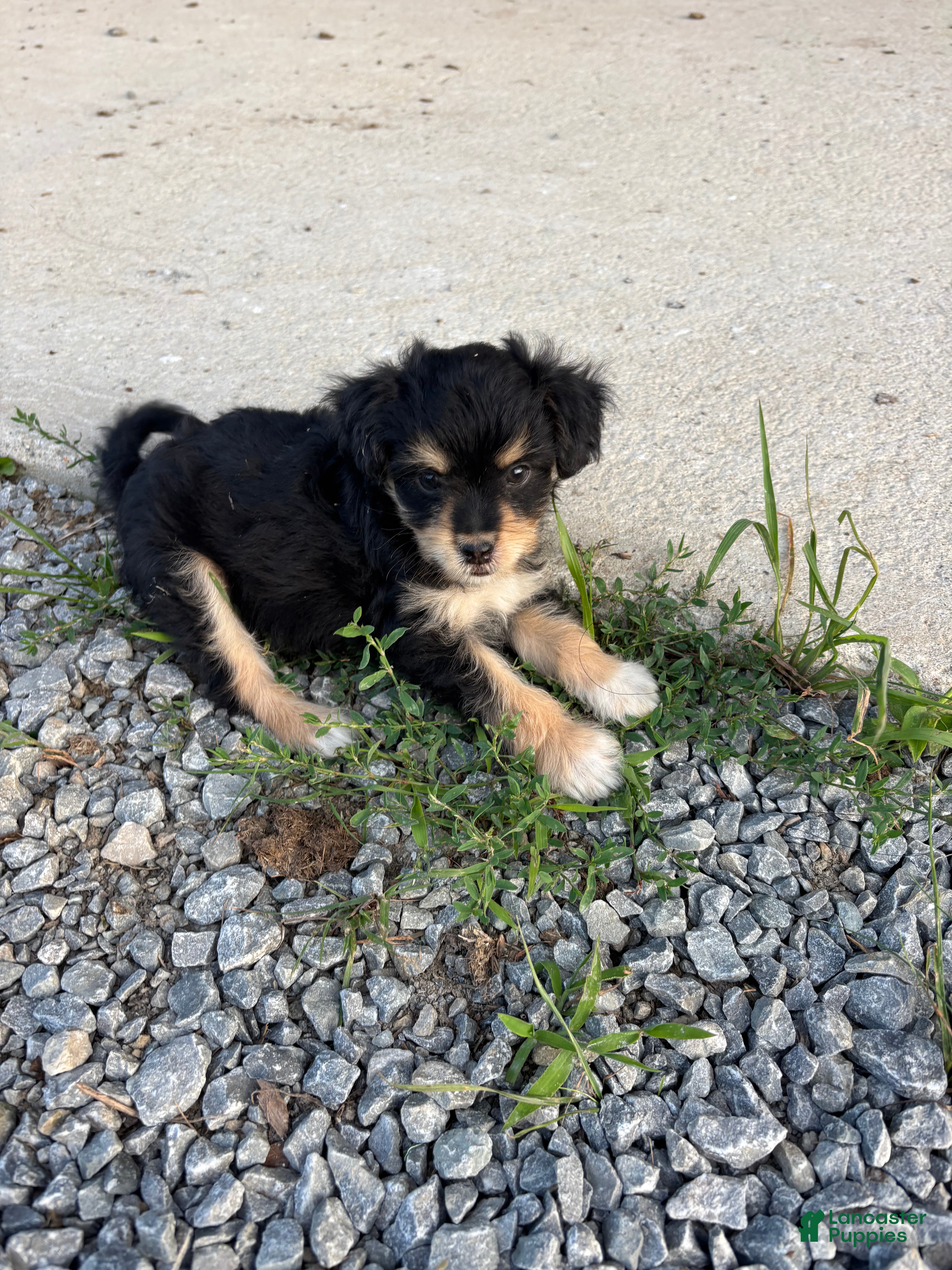 Chorkie dogs Clyde $200 - Ad 2