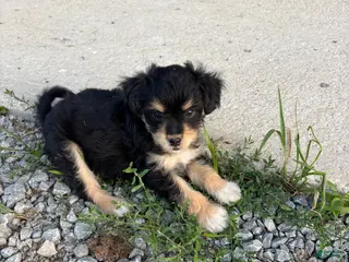 Chorkie dogs Clyde $200 - Ad 2