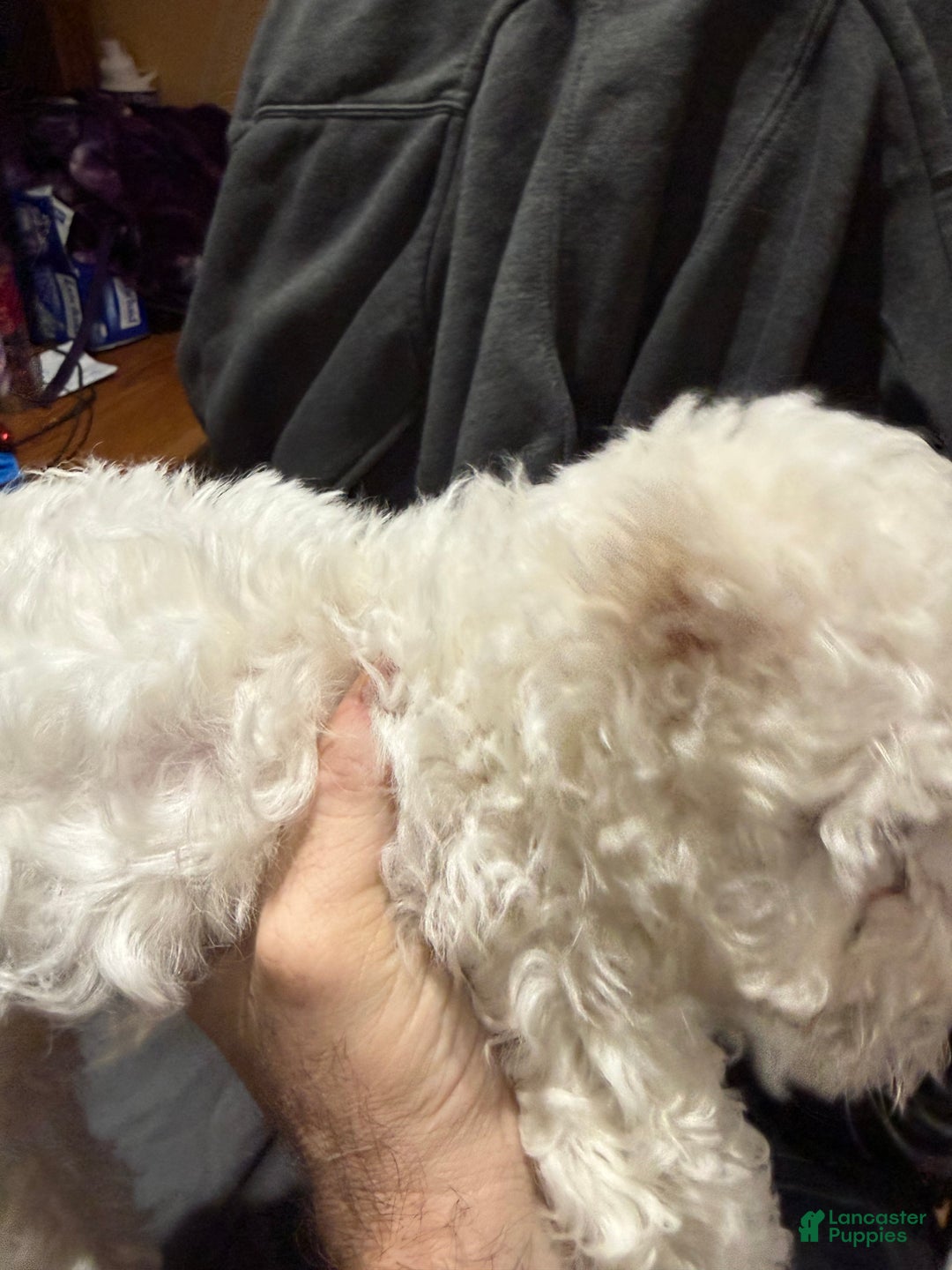 Bichon Frise dogs for sale: Bichon Frise Puppy 2 - Ad 2