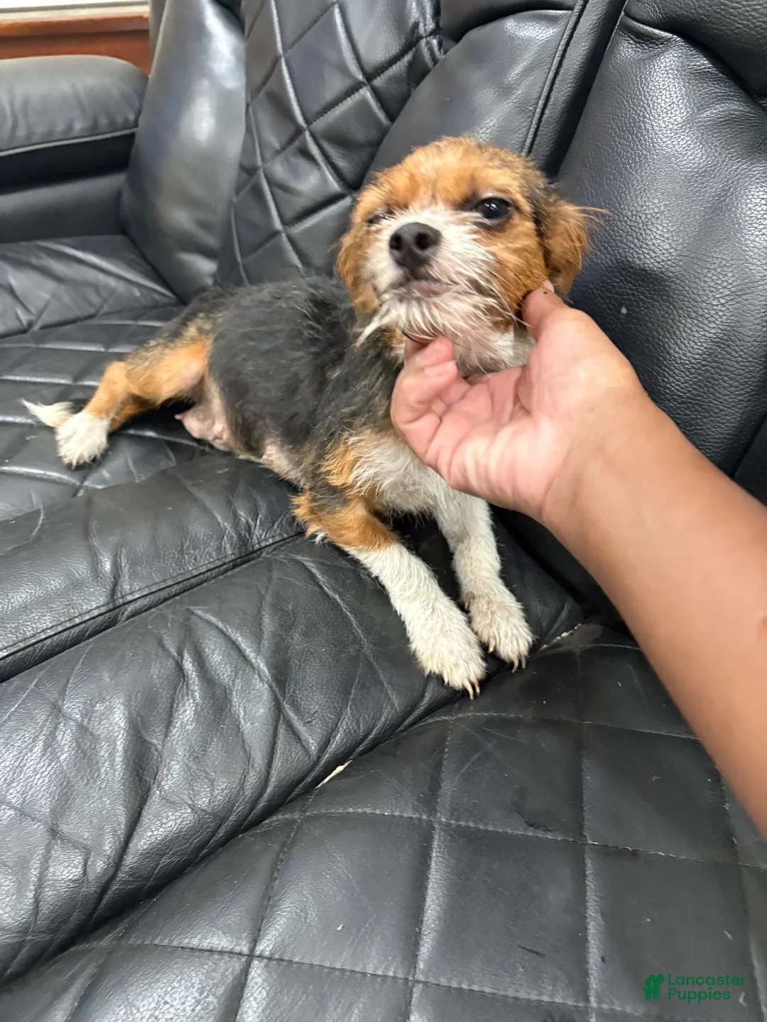Morkie dogs for sale: Morkie 2 - Ad 2