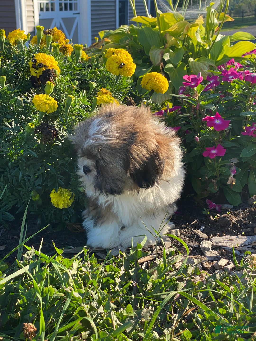 Shih Tzu dogs for sale: Stu - Ad 2