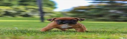 Boxer dogs for sale: Russell - Ad 8