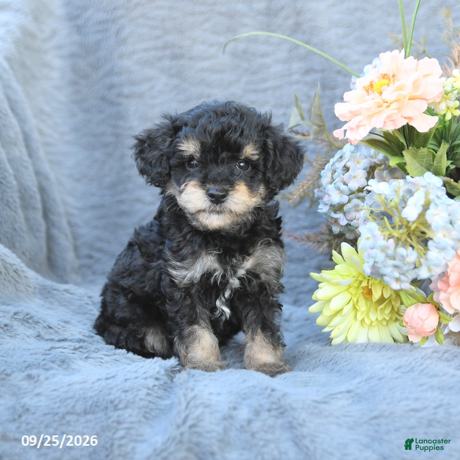 Toy Poodle dogs Tucker - Ad 1