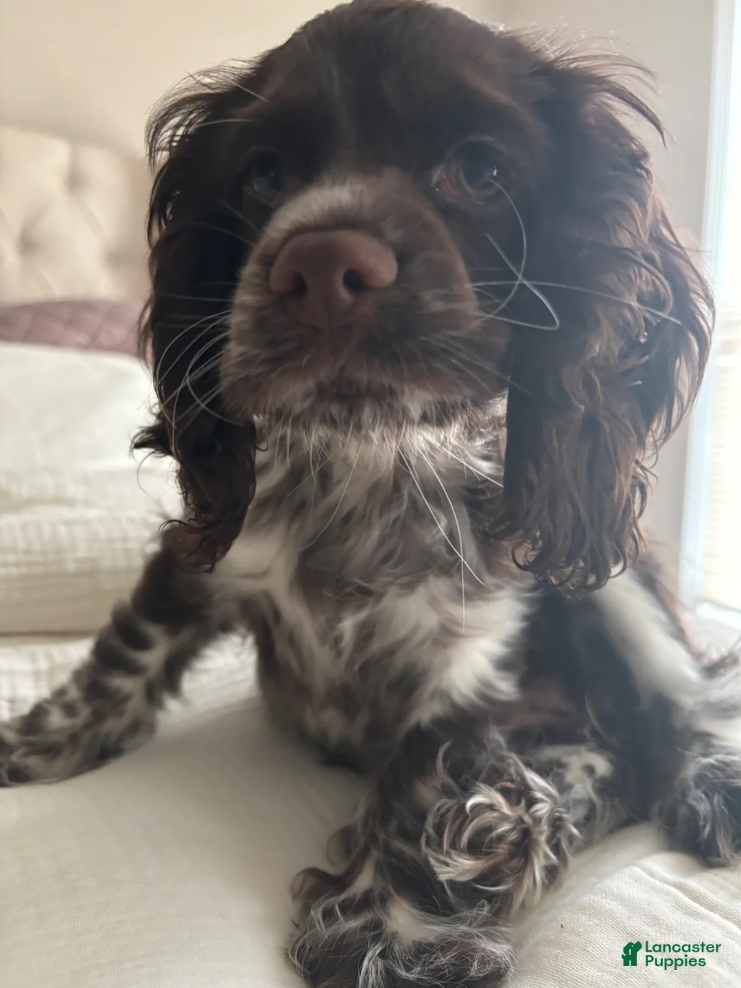 English Cocker Spaniel dogs for sale: English Cocker Spaniel Puppy - Coco 🐾 - Ad 3