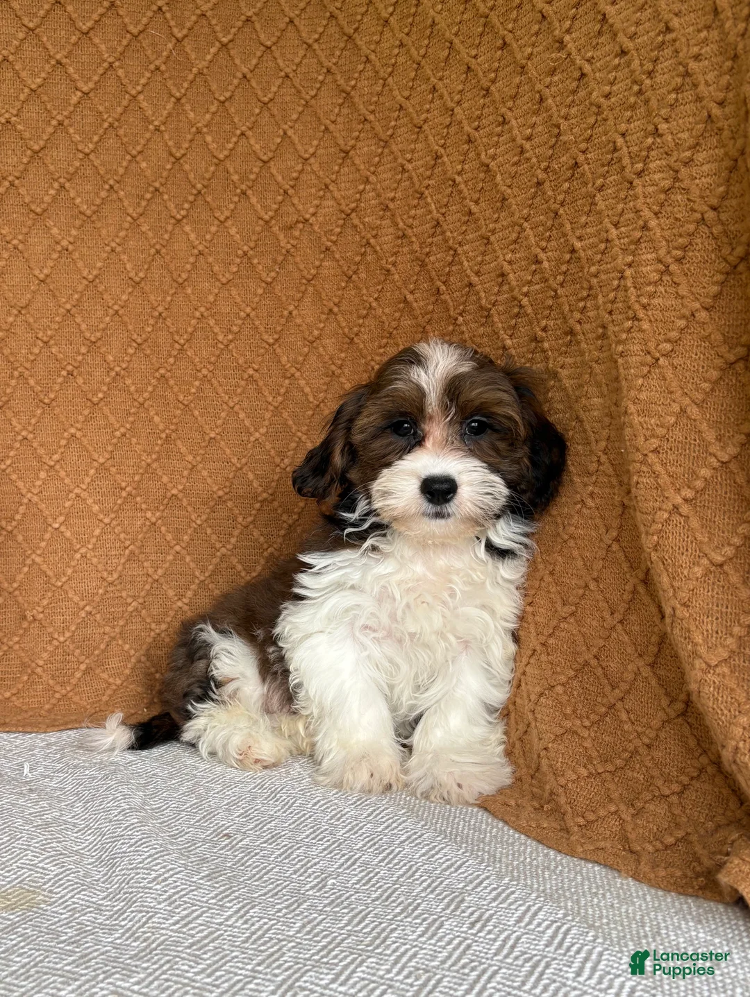 Havanese dogs for sale: Adam  - Ad 2