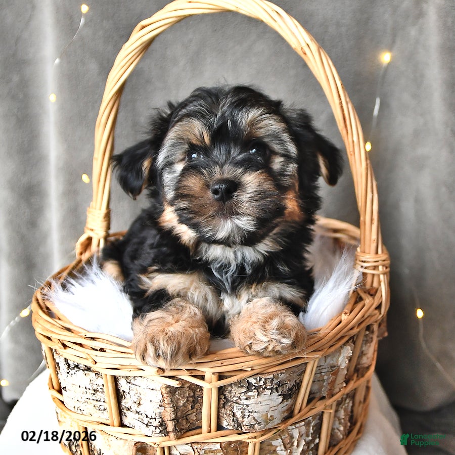 Morkie dogs Buster - Ad 1