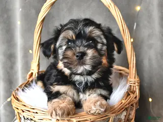 Morkie dogs for sale: Buster - Ad 1