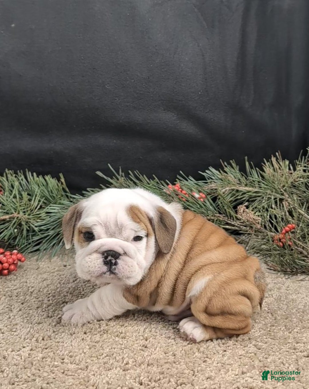 English Bulldog dogs for sale: Rudy - Ad 6