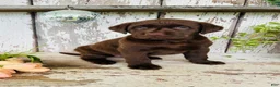 Labrador Retriever dogs for sale: Trixie - Ad 3