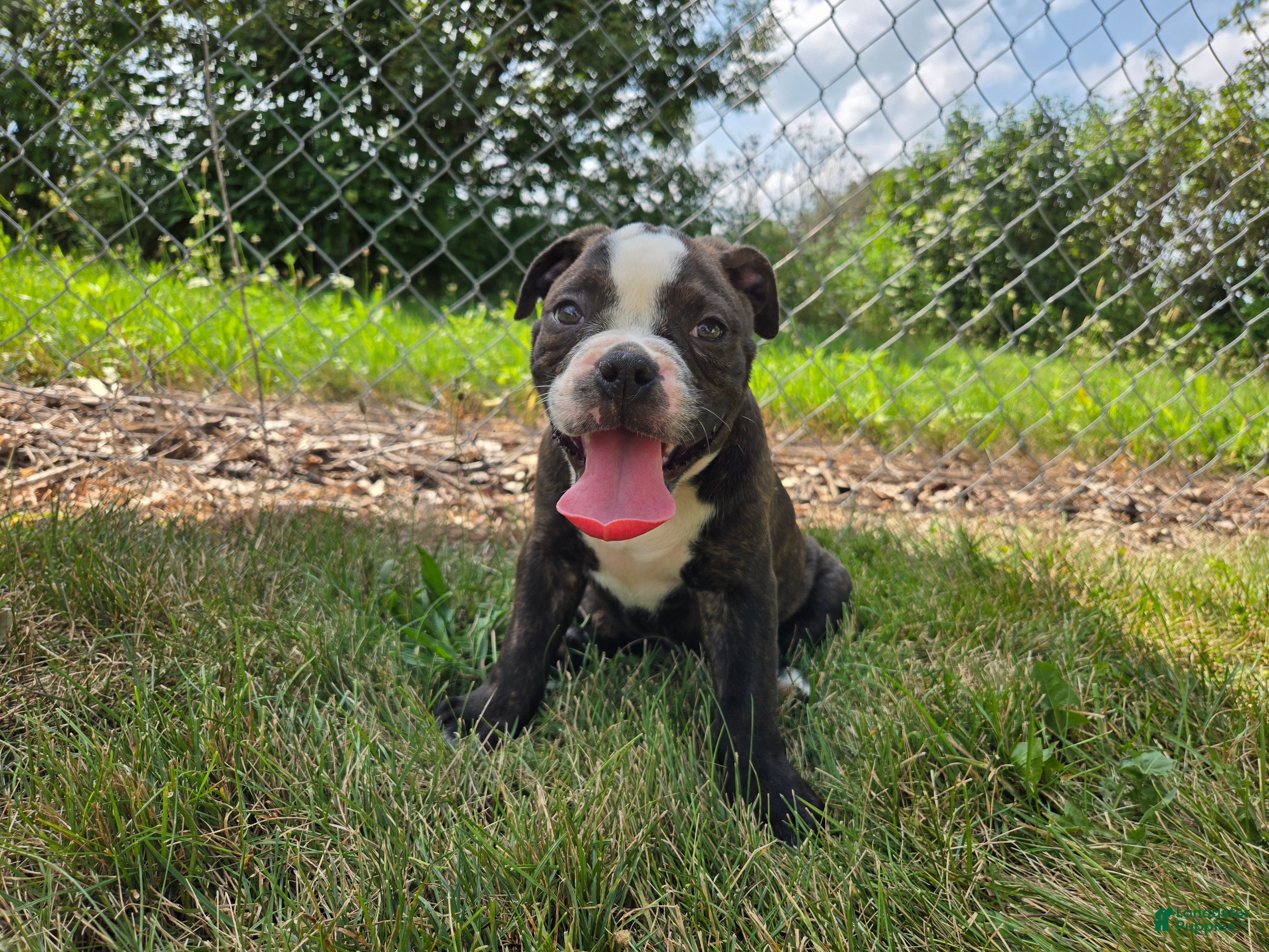Olde English Bulldogge dogs Henry - Ad 1
