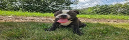 Olde English Bulldogge dogs for sale: Henry - Ad 1