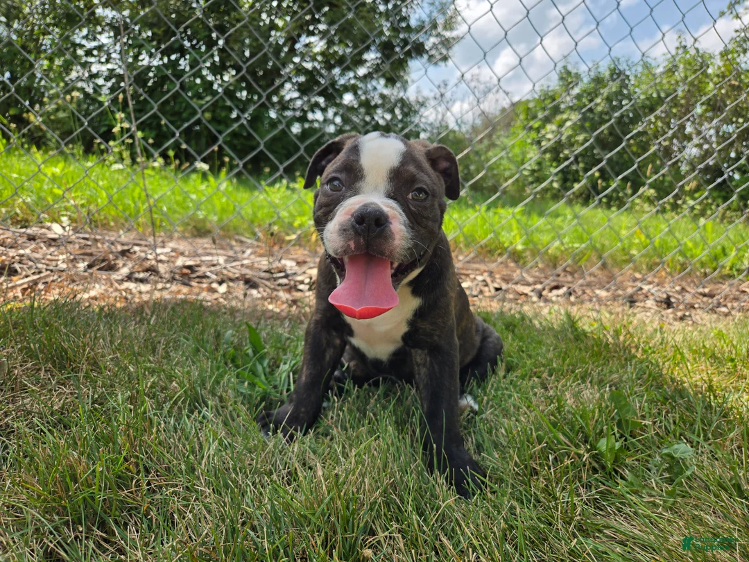 Olde English Bulldogge dogs for sale: Henry - Ad 1