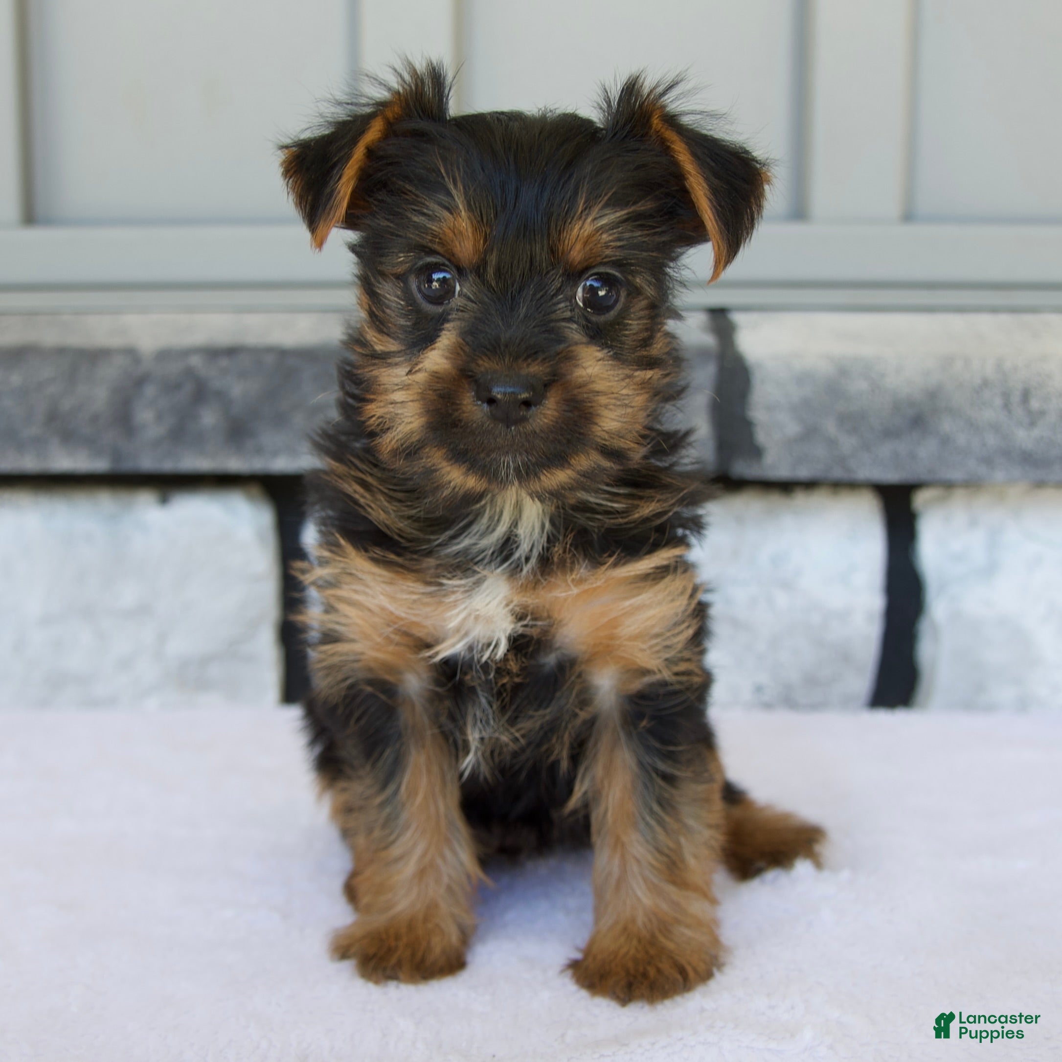 Yorkshire Terrier dogs Lily - Ad 1