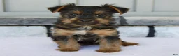 Yorkshire Terrier dogs for sale: Lily - Ad 1