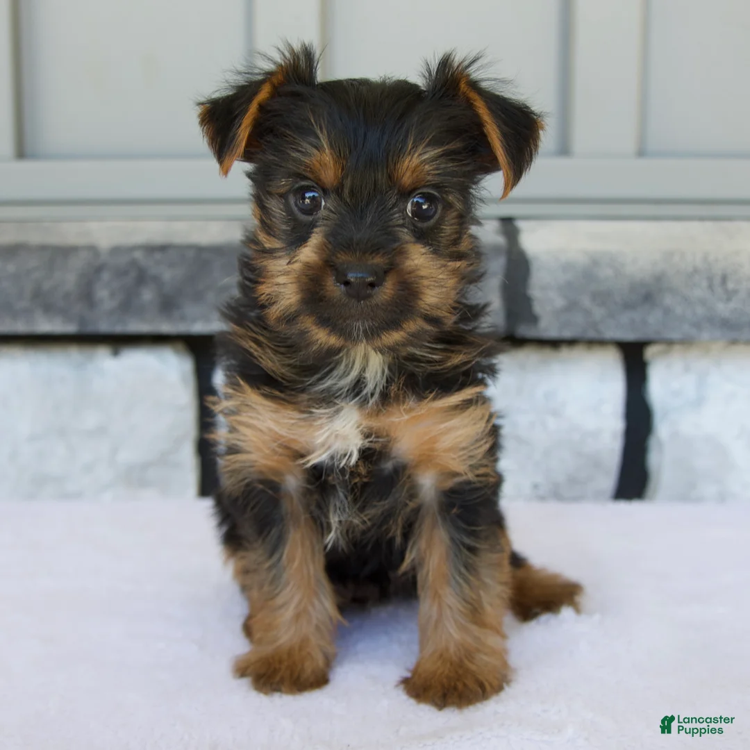 Yorkshire Terrier dogs for sale: Lily - Ad 1