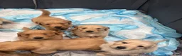Golden Retriever dogs for sale: Golden Retriever Puppy 4 - Ad 1
