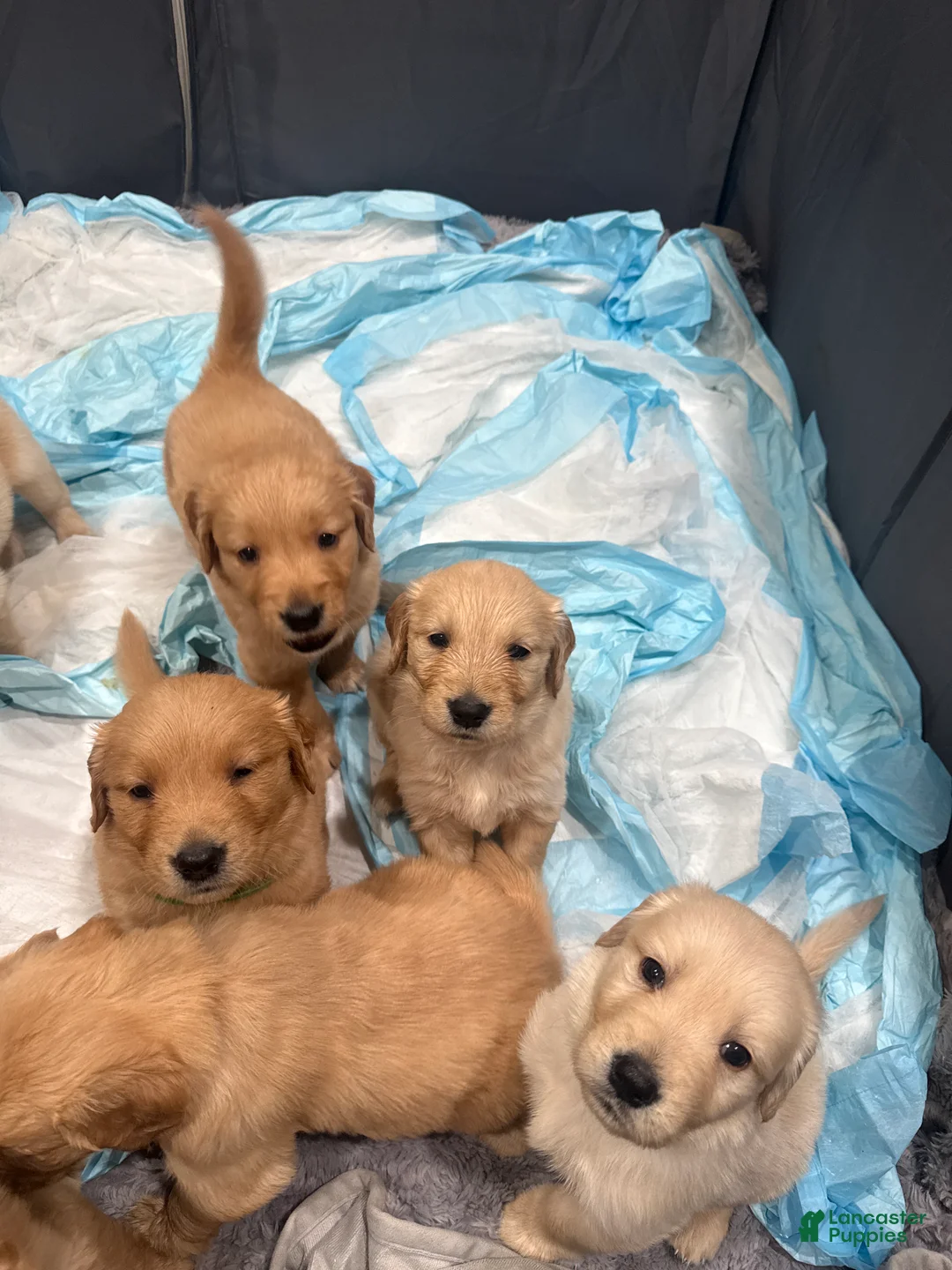 Golden Retriever dogs for sale: Golden Retriever Puppy 4 - Ad 1