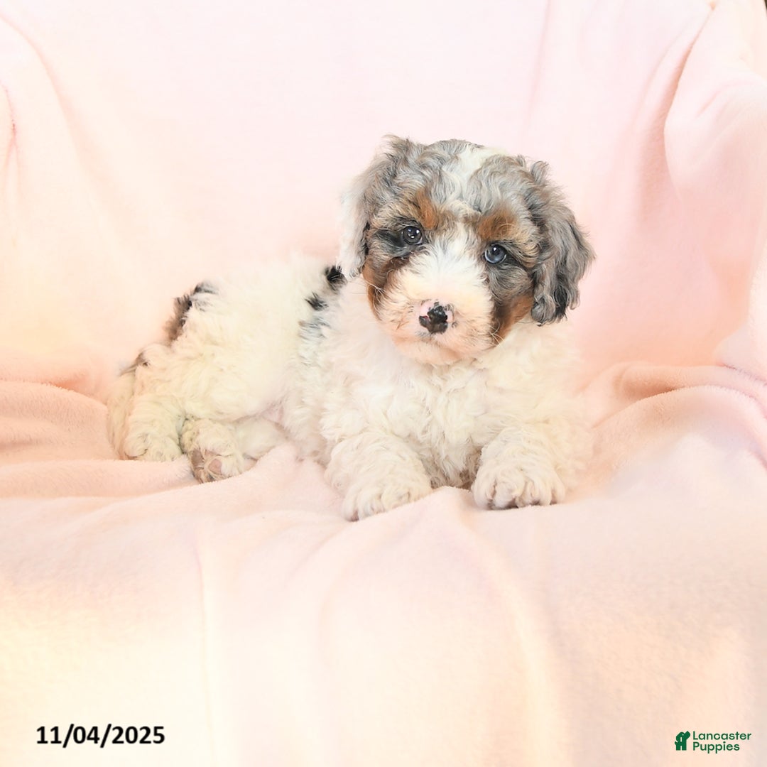 Mini Bernedoodle dogs for sale: Saffron - Ad 2