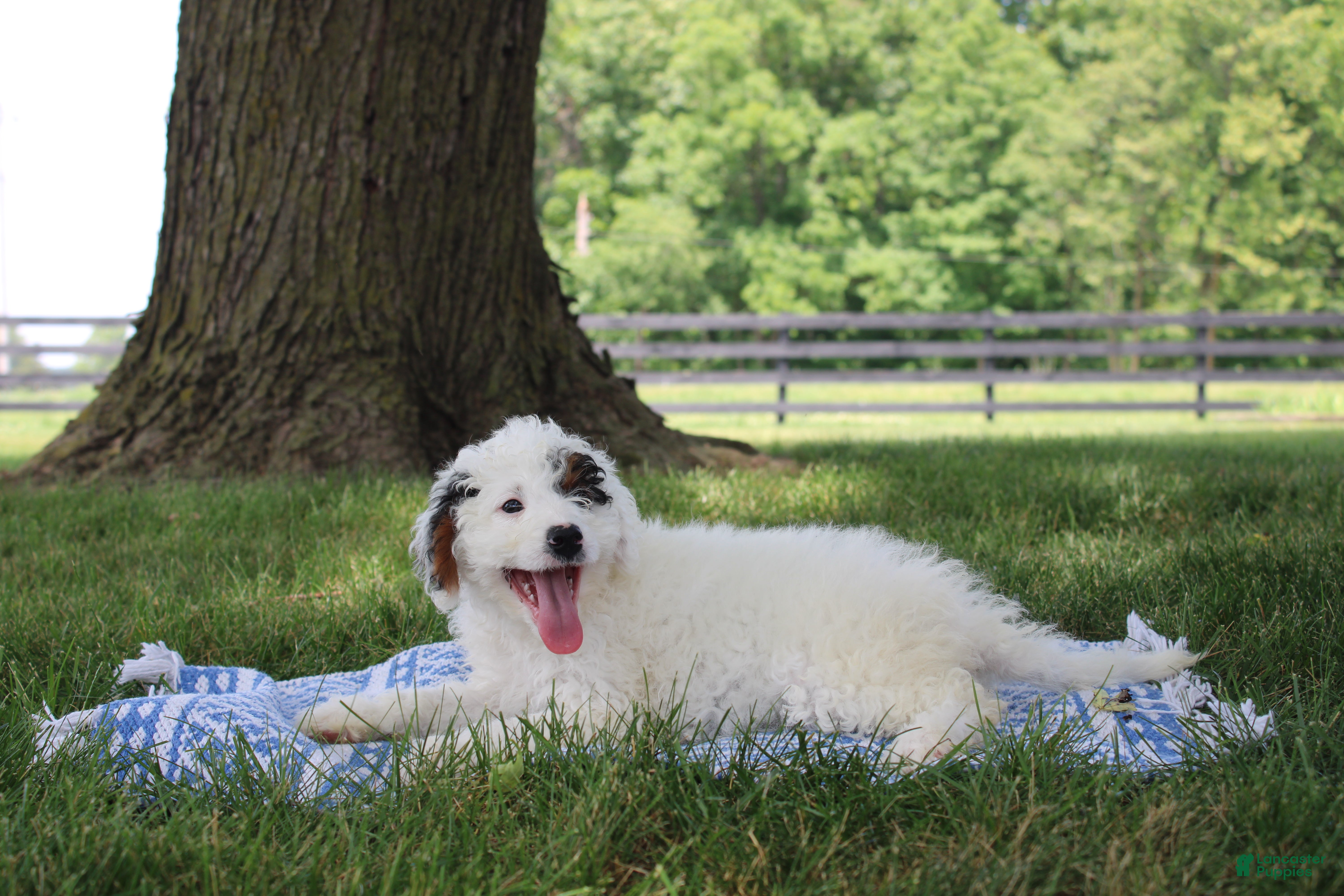 Mini Goldendoodle dogs Reina  - Ad 2