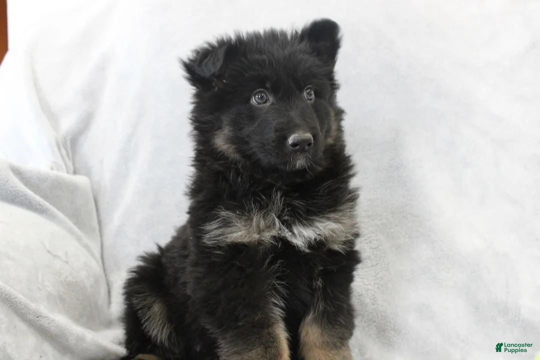 German Shepherd dogs for sale: Captain - Ad 2