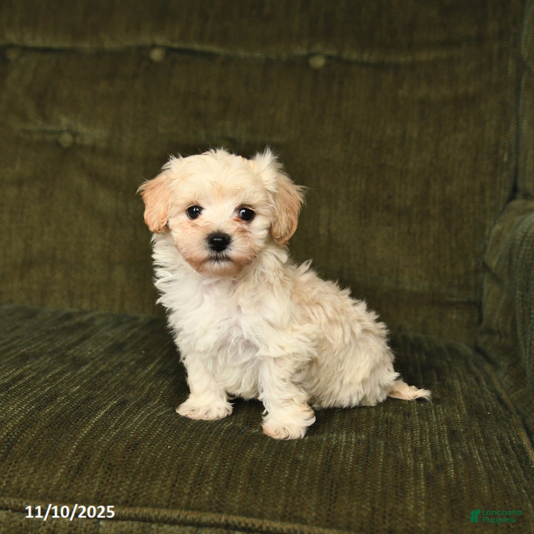 Maltipoo dogs for sale: Lucky - Ad 2