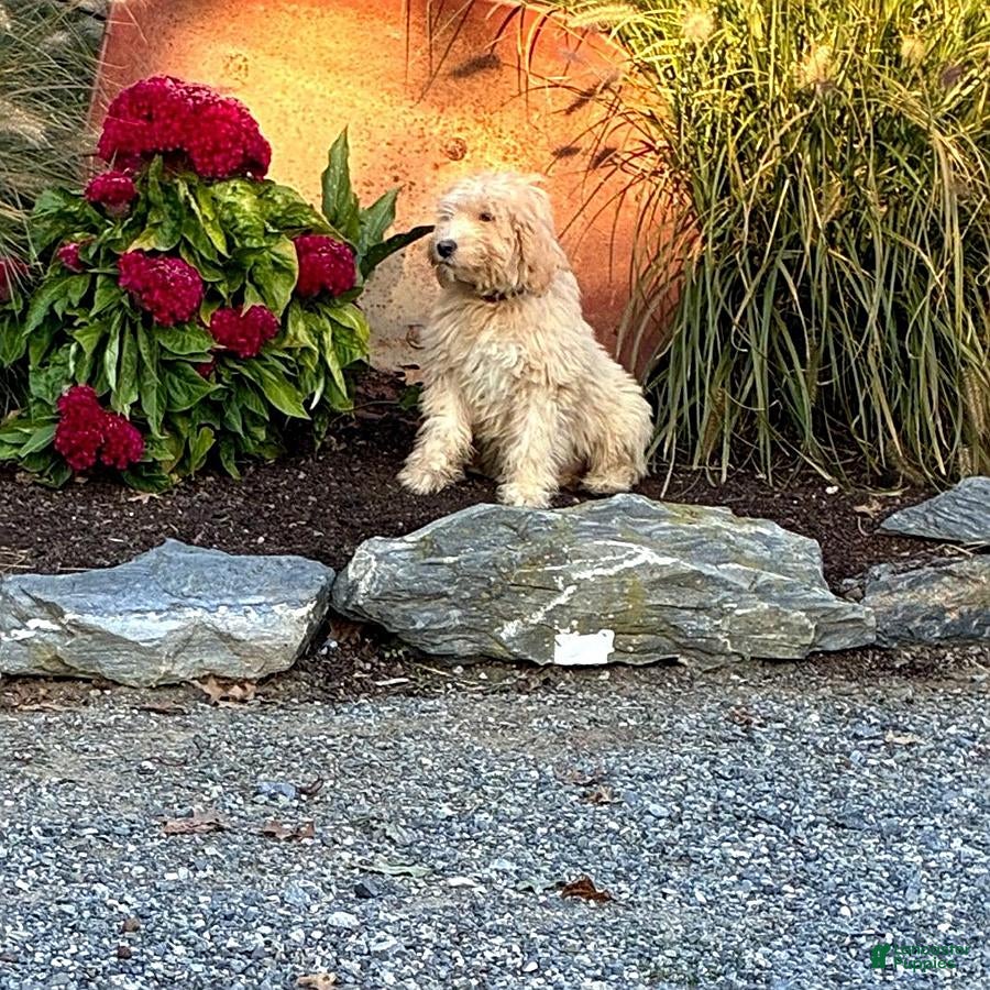 Mini Goldendoodle dogs for sale: Harris - Ad 1
