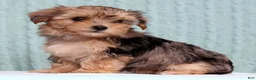 Yorkiepoo dogs for sale: Bella - Ad 2