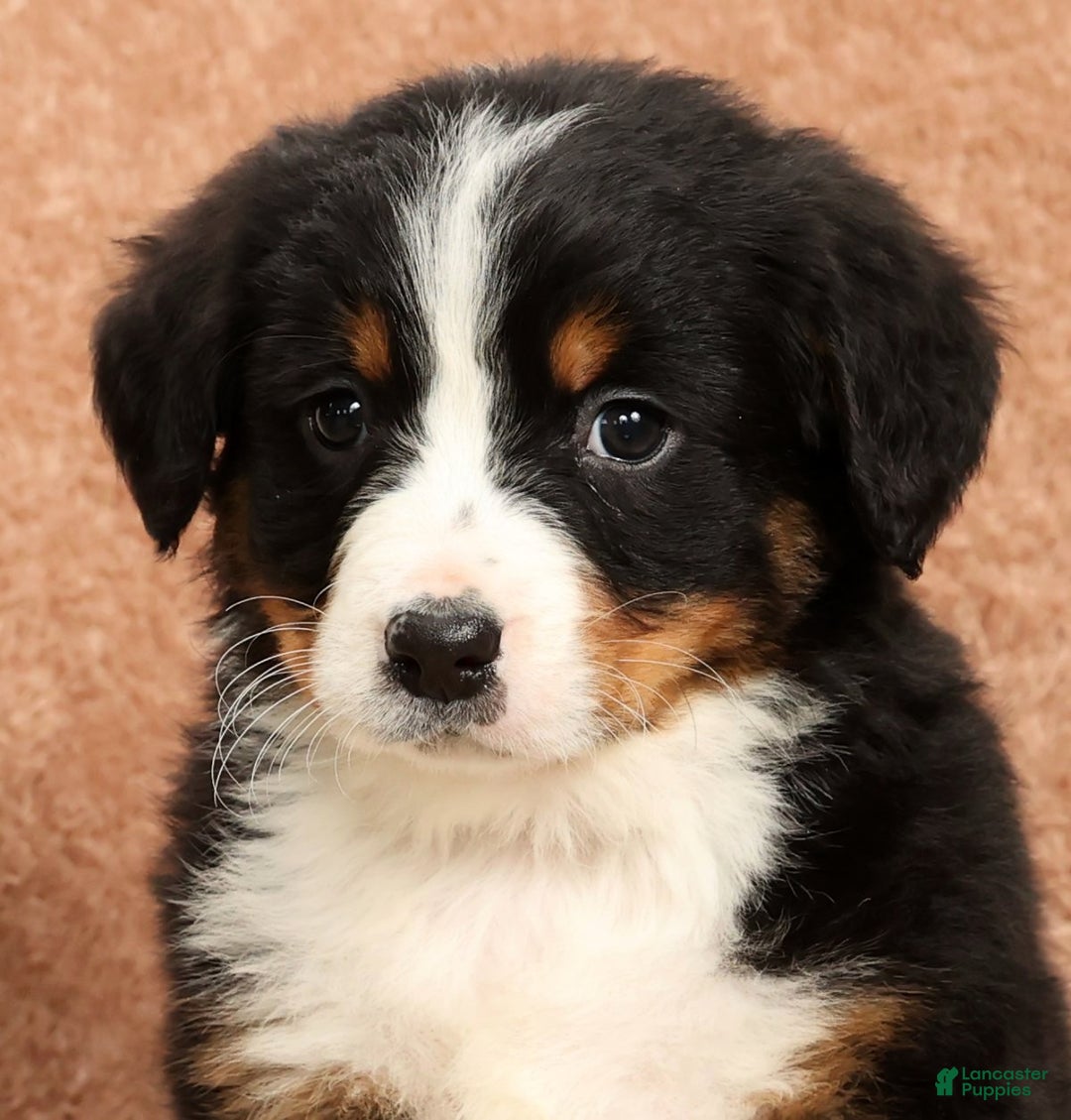 Bernese Mountain Dog dogs for sale: Ty - Ad 9