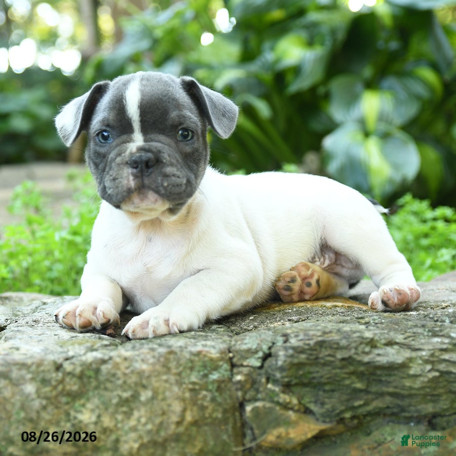 French Bulldog dogs Pierre - Ad 2